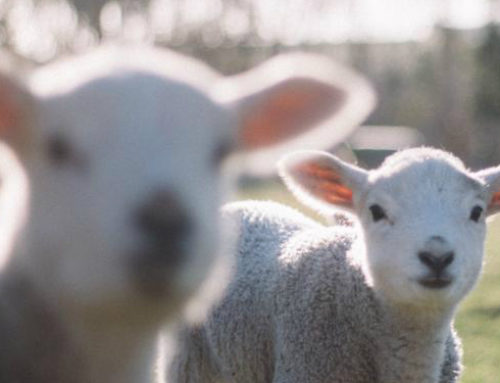 2025 Perth Royal Show