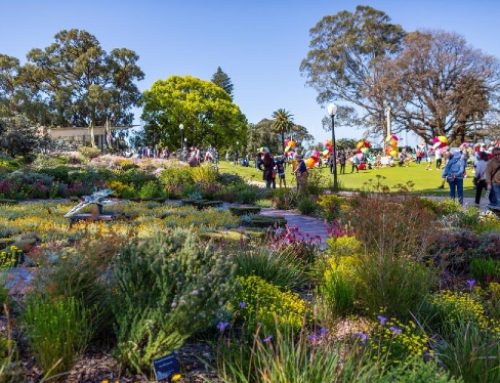 2025 Kings Park Festival